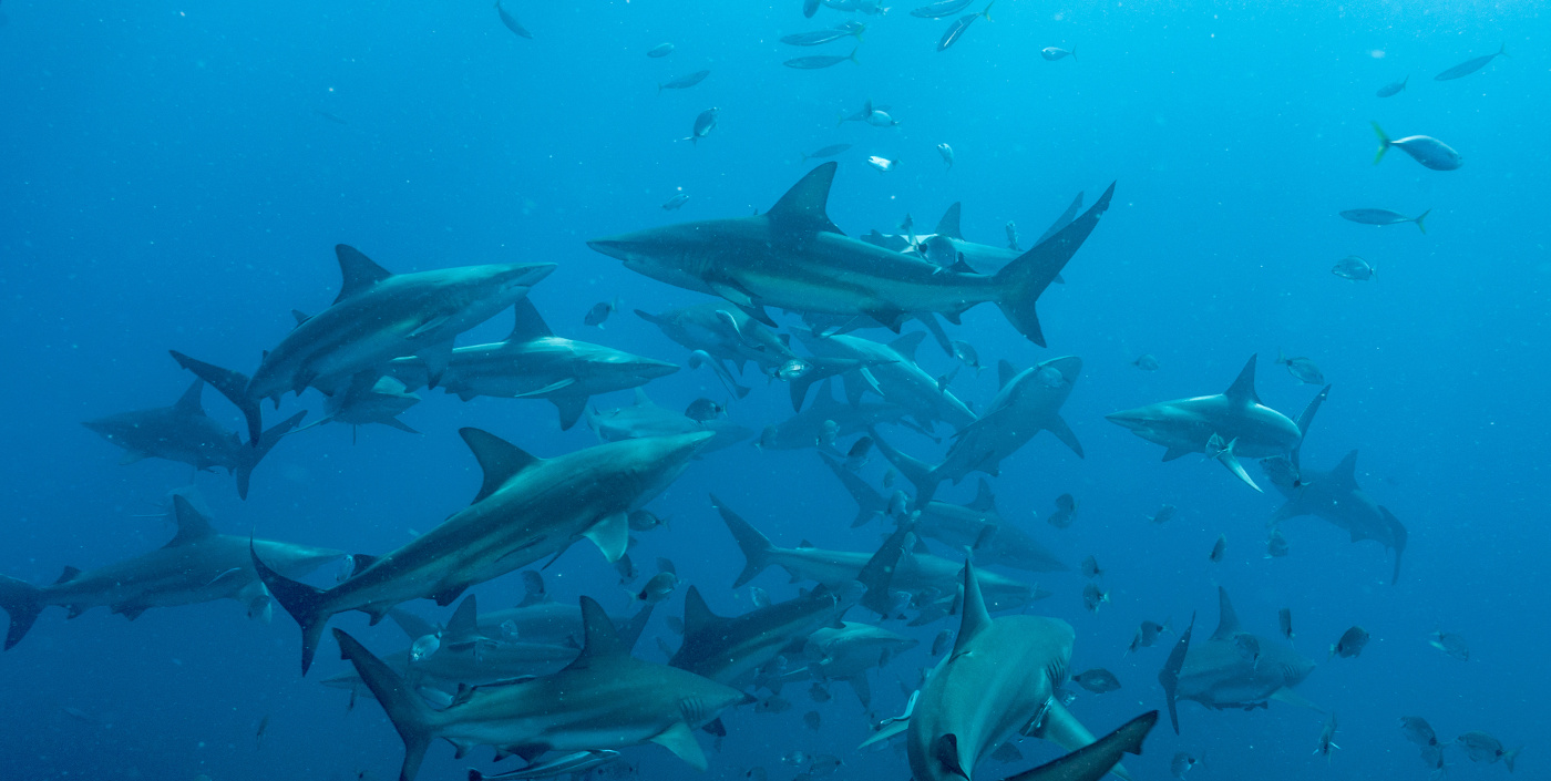 Diving with Sharks